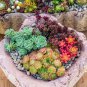 200 PCS Seeds Exotic Mini Succulent Cactus Rare Succulent Perennial Herb Plants