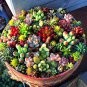 200 PCS Seeds Exotic Mini Succulent Cactus Rare Succulent Perennial Herb Plants