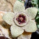 200 PCS Seeds Exotic Rare Cactus Bonsai Stapelia Pulchella Bonsai