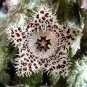 200 PCS Seeds Exotic Rare Cactus Bonsai Stapelia Pulchella Bonsai