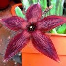 200 PCS Seeds Exotic Rare Cactus Bonsai Stapelia Pulchella Bonsai