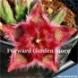 200 PCS Seeds Exotic Rare Cactus Bonsai Stapelia Pulchella Bonsai