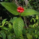120 PCS Seeds Exotic Red Lips Plants Rare Flower Pots Garden Flowers 120 PCS Seeds Exotic Red Lips Plants Rare Flower Pots Garden Flowers