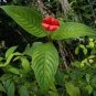 120 PCS Seeds Exotic Red Lips Plants Rare Flower Pots Garden Flowers
