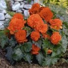 50 PCS Seeds Exotic Rieger Begonia Flowers