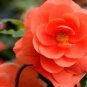 50 PCS Seeds Exotic Rieger Begonia Flowers