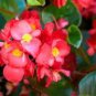 50 PCS Seeds Exotic Rieger Begonia Flowers