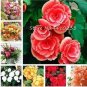 50 PCS Seeds Exotic Rieger Begonia Flowers
