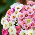 100 PCS Seeds Exotic Zinnia Pretty Pastel Mixed Flower Perennial Spring Flowering 100 PCS Seeds Exotic Zinnia Pretty Pastel Mixed Flower Perennial Spring Flowering