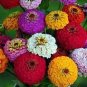 100 PCS Seeds Exotic Zinnia Pretty Pastel Mixed Flower Perennial Spring Flowering