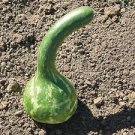 10 PCS Seeds Extra Long Handle Dipper Gourd 10 PCS Seeds Extra Long Handle Dipper Gourd