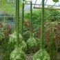 10 PCS Seeds Extra Long Handle Dipper Gourd