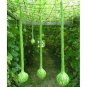10 PCS Seeds Extra Long Handle Dipper Gourd