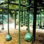 10 PCS Seeds Extra Long Handle Dipper Gourd