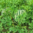 8 PCS Seeds Extremely Early Maturity Green Skin Red Inside Small Gift Watermelon