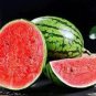 8 PCS Seeds Extremely Early Maturity Green Skin Red Inside Small Gift Watermelon