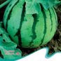 8 PCS Seeds Extremely Early Maturity Green Skin Red Inside Small Gift Watermelon