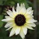 15 PCS Seeds Extremely Rare Small White Sunflower with little eyes 15 PCS Seeds Extremely Rare Small White Sunflower with little eyes