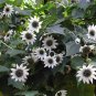 15 PCS Seeds Extremely Rare Small White Sunflower with little eyes