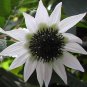 15 PCS Seeds Extremely Rare Small White Sunflower with little eyes