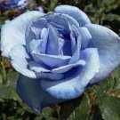 50 PCS Seeds F1 Light Blue Rose Plant 50 PCS Seeds F1 Light Blue Rose Plant