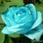 50 PCS Seeds F1 Light Blue Rose Plant