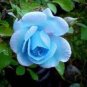 50 PCS Seeds F1 Light Blue Rose Plant