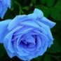 50 PCS Seeds F1 Light Blue Rose Plant