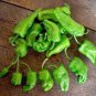 10 PCS Seeds Famous Spanish Heirloom Padron Pepper