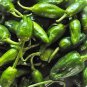 10 PCS Seeds Famous Spanish Heirloom Padron Pepper