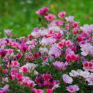 50 PCS Seeds Farewell to Spring Flower