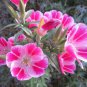 50 PCS Seeds Farewell to Spring Flower