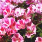 50 PCS Seeds Farewell to Spring Flower