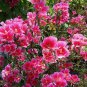 50 PCS Seeds Farewell to Spring Flower