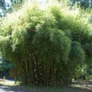 20 PCS Seeds Fargesia fungosa BambooHardy clumping Type Garden Decoration Bonsai
