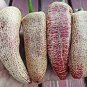 5 PCS Seeds Farmers Jalapeno Pepper