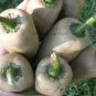5 PCS Seeds Farmers Jalapeno Pepper