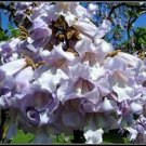 200 PCS Seeds fast growing tree Paulownia