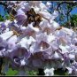 200 PCS Seeds fast growing tree Paulownia