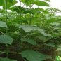 200 PCS Seeds fast growing tree Paulownia