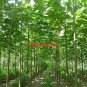 200 PCS Seeds fast growing tree Paulownia