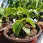 5 PCS Seeds Fast-Growing, New Strange Health Vegetable Toona sinensis Potted