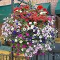 200 PCS Seeds Fengguang' Hanging Petunia Hybrid