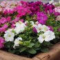 200 PCS Seeds Fengguang' Hanging Petunia Hybrid