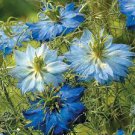 30 PCS Seeds Fennel Flower Seeds Nigella Damascene Persian Gem Garden Plants 30 PCS Seeds Fennel Flower Seeds Nigella Damascene Persian Gem Garden Plants