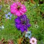 30 PCS Seeds Fennel Flower Seeds Nigella Damascene Persian Gem Garden Plants