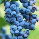15 PCS Seeds Feral Blueberry W High Nutritional Value