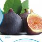6 PCS Seeds Ficus carica L. Purple Patlican Fig Fresh