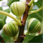 6 PCS Seeds Ficus Carica Seeds 'Panache' Tiger Stripe Fig Black Red Fig Tree Organic
