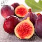 6 PCS Seeds Ficus Carica Seeds 'Panache' Tiger Stripe Fig Black Red Fig Tree Organic